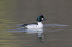 common goldeneye duck