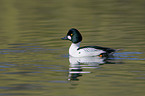 common goldeneye duck