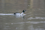 common goldeneye duck