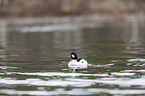 swimming Common Goldeneye Duck