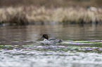 swimming Common Goldeneye Duck