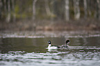 swimming Common Goldeneye Ducks