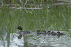 common goldeneye ducks