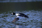 common goldeneye duck