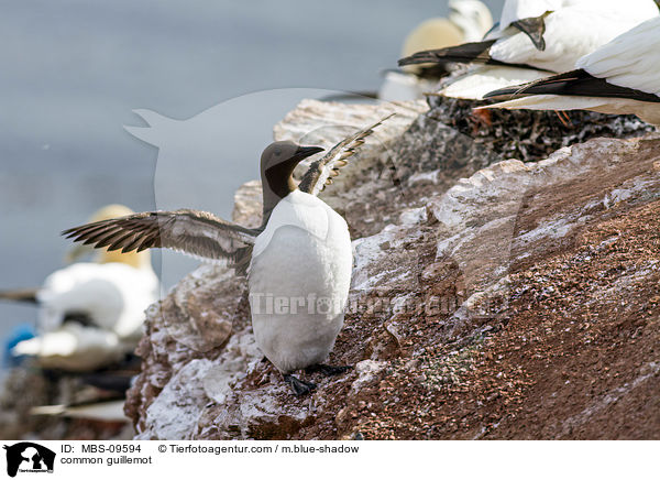 Trottellumme / common guillemot / MBS-09594