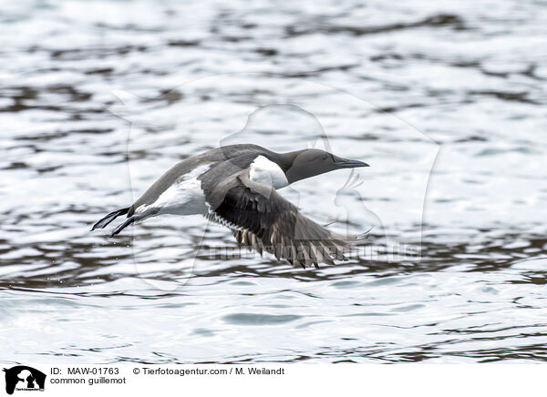 Trottellumme / common guillemot / MAW-01763