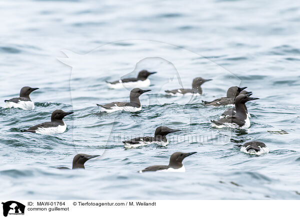 Trottellumme / common guillemot / MAW-01764