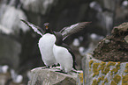 guillemots