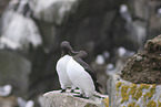 guillemots