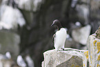 guillemot