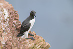 common guillemot