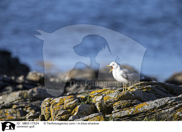 Sturmmwe / common gull / MBS-17524