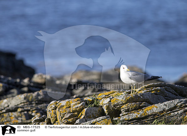 Sturmmwe / common gull / MBS-17525