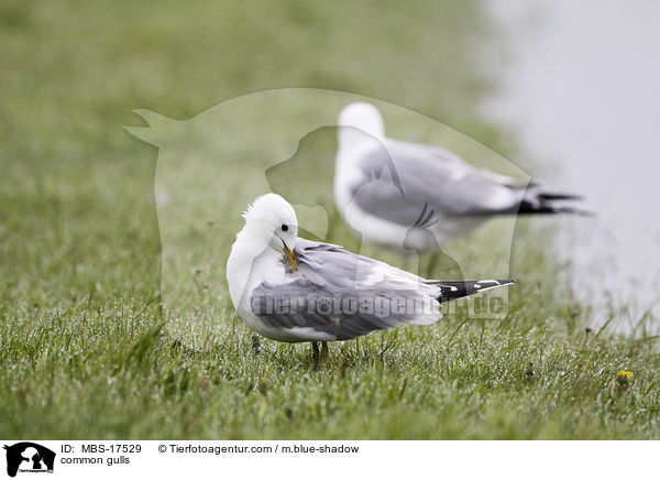 Sturmmwen / common gulls / MBS-17529