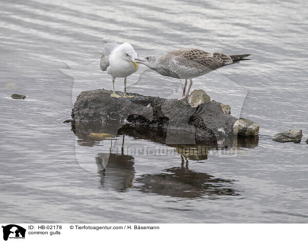 Sturmmwen / common gulls / HB-02178