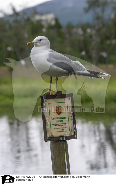 Sturmmwe / common gull / HB-02294