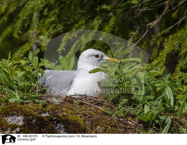 Sturmmwe / common gull / HB-02370