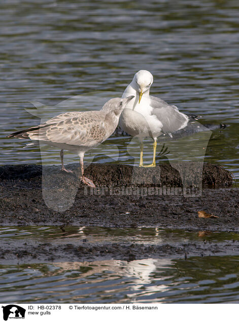 mew gulls / HB-02378