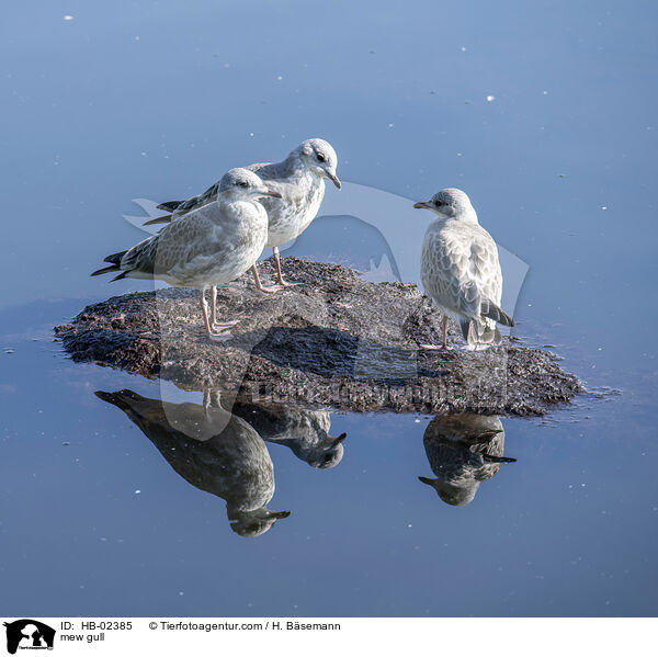 mew gull / HB-02385