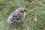 common gull