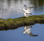 common gulls