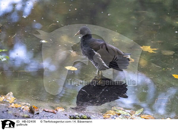 gallinule / HB-02406