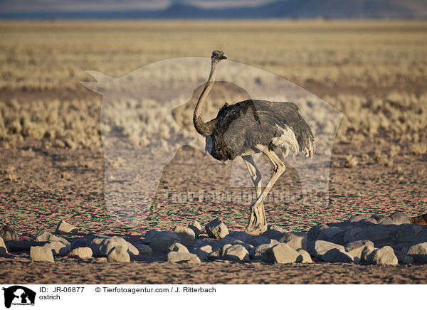 Afrikanischer Strau / ostrich / JR-06877