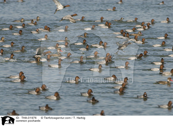 Tafelenten / common pochards / THA-01976