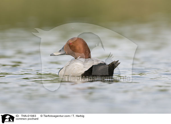 Tafelente / common pochard / THA-01983