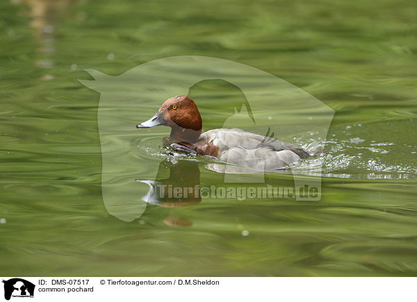 Tafelente / common pochard / DMS-07517