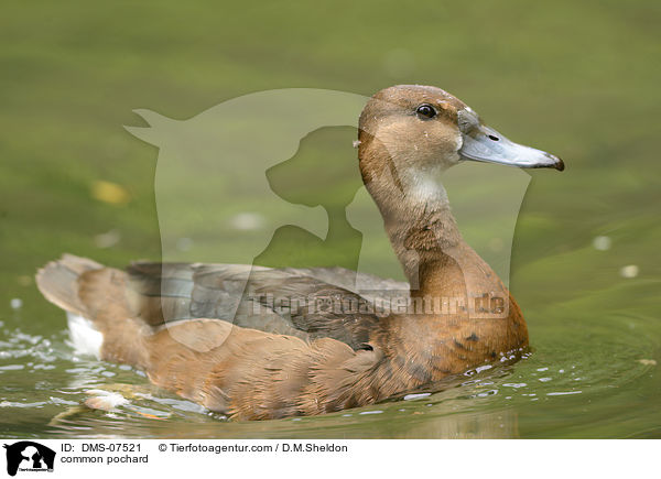 Tafelente / common pochard / DMS-07521