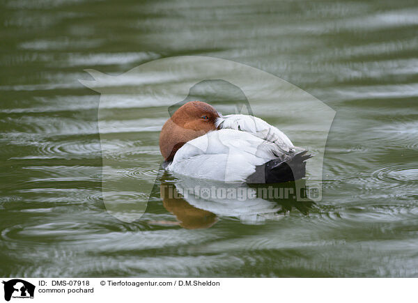 Tafelente / common pochard / DMS-07918