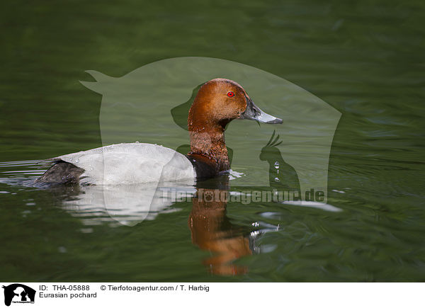 Tafelente / Eurasian pochard / THA-05888