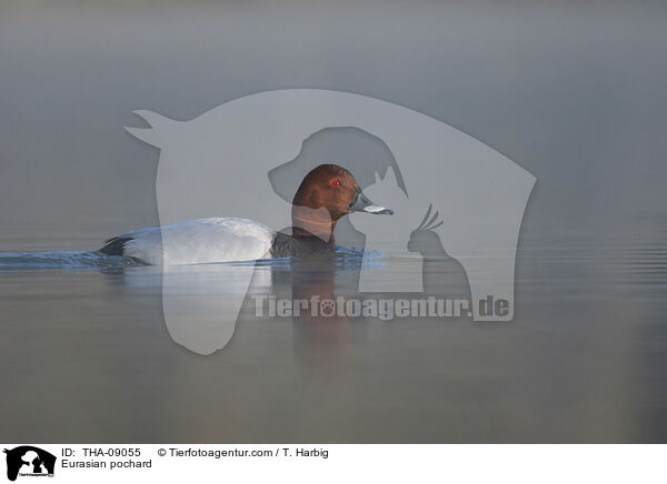 Tafelente / Eurasian pochard / THA-09055