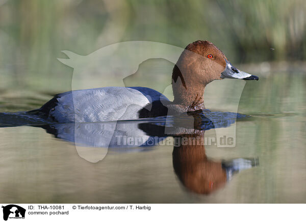 Tafelente / common pochard / THA-10081