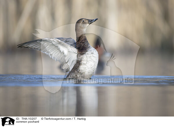 Tafelente / common pochard / THA-10207