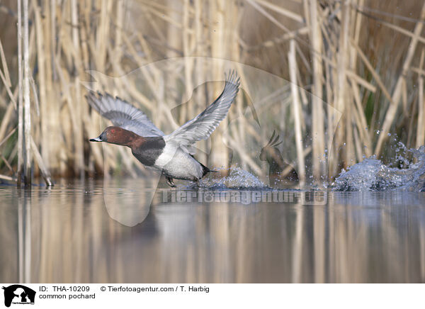 Tafelente / common pochard / THA-10209