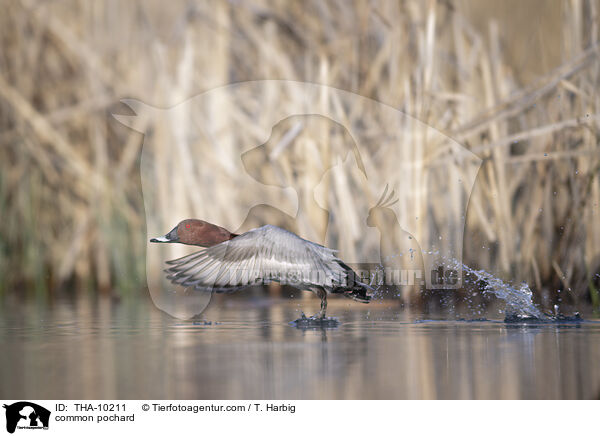 Tafelente / common pochard / THA-10211