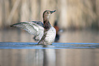 common pochard