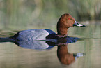 common pochard