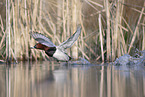 common pochard