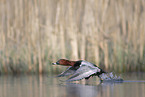 common pochard