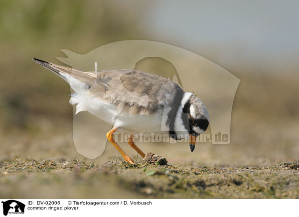 Sandregenpfeifer / common ringed plover / DV-02005