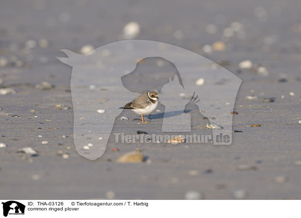 Sandregenpfeifer / common ringed plover / THA-03126