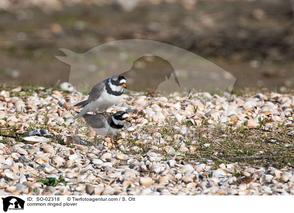 common ringed plover / SO-02318