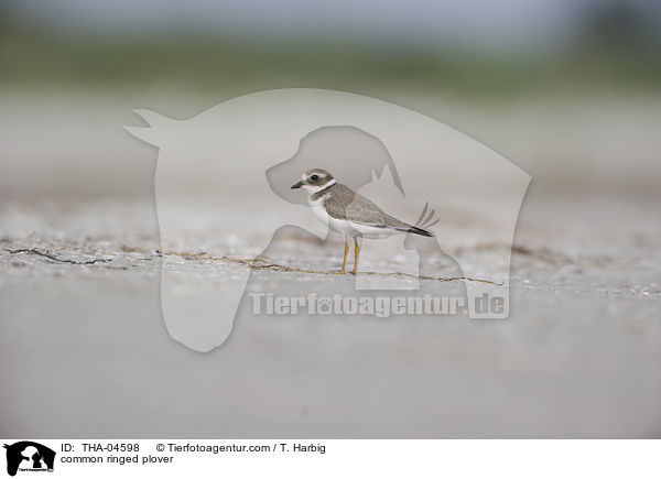 Sandregenpfeifer / common ringed plover / THA-04598