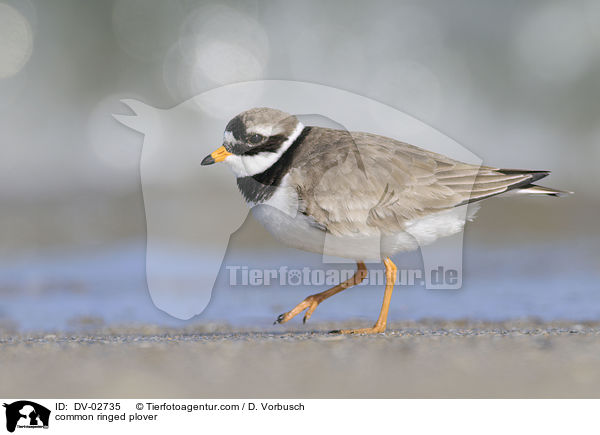 Sandregenpfeifer / common ringed plover / DV-02735