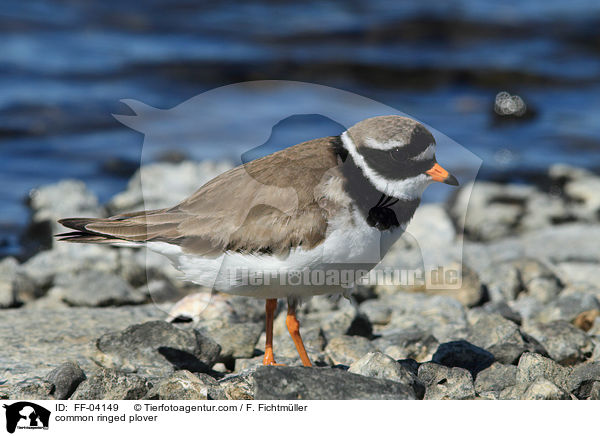 Sandregenpfeifer / common ringed plover / FF-04149