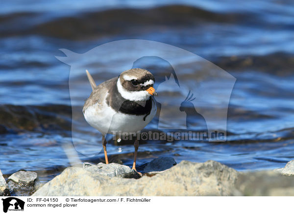 Sandregenpfeifer / common ringed plover / FF-04150