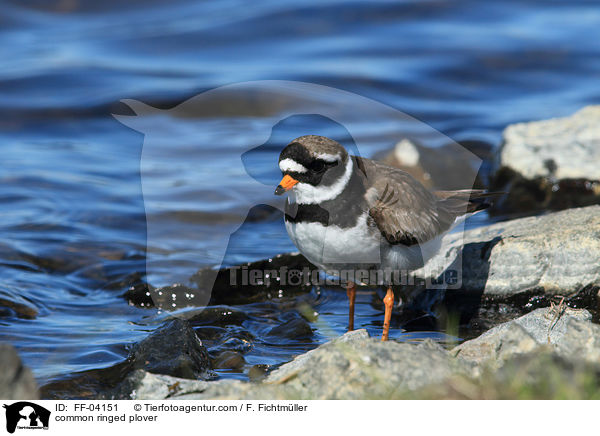 Sandregenpfeifer / common ringed plover / FF-04151